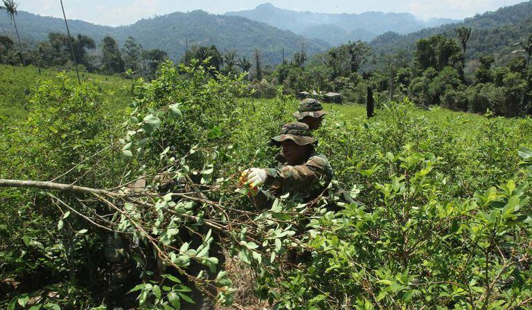 Bolívia, Colômbia e Peru são os principais produtores mundiais de coca e também de seu derivado ilegal, a cocaína.