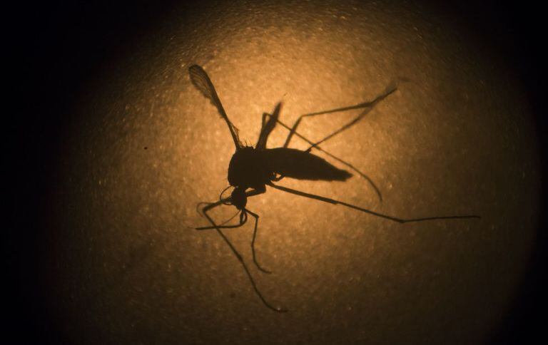 Aedes aegypti, que transmite dengue, zika e chikungunya.