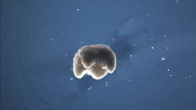 Um dos 'biobots' de meio milímetro criado pelos cientistas.