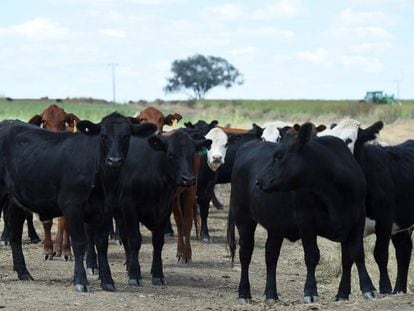 Fazenda dedicada à criação de gado em Inverell (Austrália)