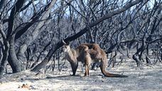 Paisagem devastada pelo fogo em Kangaroo Island, no sul da Austrália.