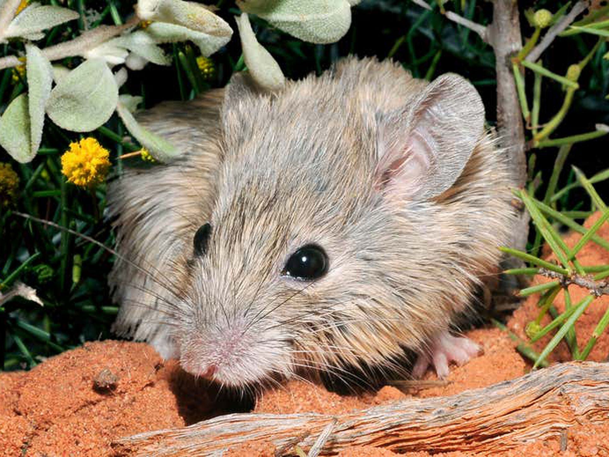 Nova espécie de ratazana gigante é descoberta por cientista australiano