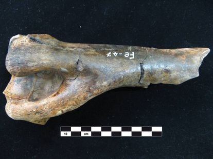 Úmero de um ‘Hippidion saldiasi’, espécie de equino encontrada na caverna de Fell, no sul do Chile.