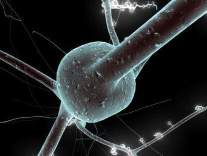 Na imagem, um modelo 3D de neurônio reconstruído a partir de dados de laboratório.