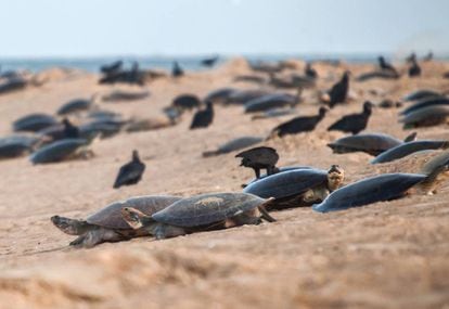Tartarugas na época da desova, subindo e descendo a praia da Ilha do Juncal, em outubro de 2017