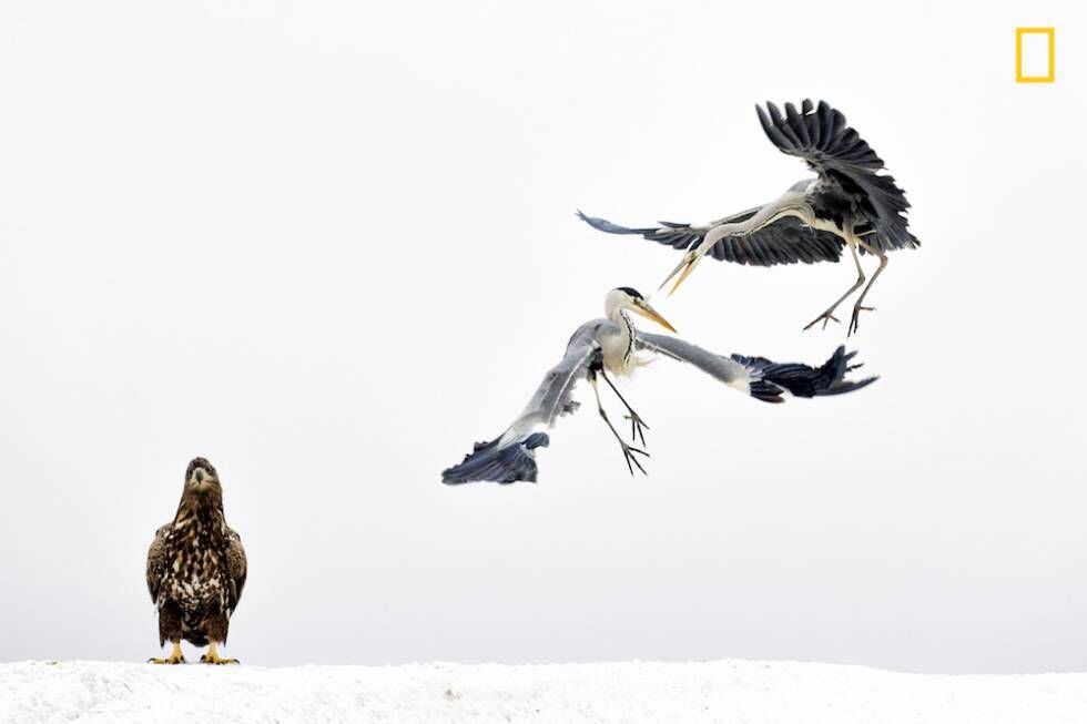 Duas garças lutam ao lado de uma águia.