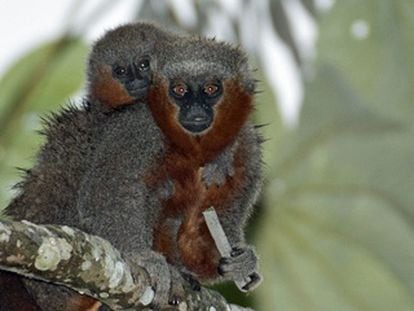 Dois macacos da espécie 'Callicebus miltoni', recém descoberta.
