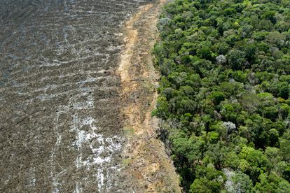 Vista aérea de floresta amazônica desmatada em Sinop, no Mato Grosso.