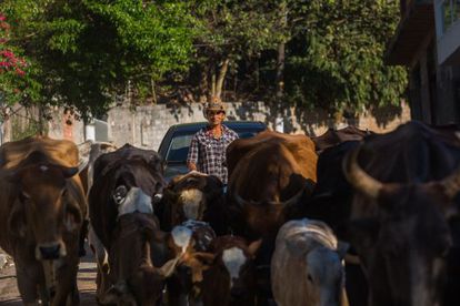 Edinalva pastoreia todos os dias o rebanho de cerca de 50 animais.