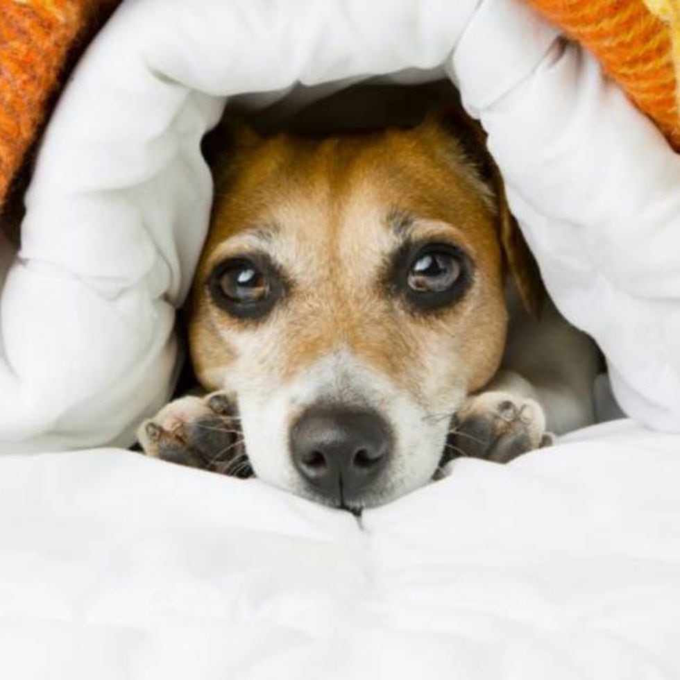 Pra fazer Efeito: Animais esquisitos no Brasil