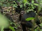 Guerra chimpancés Ngogo