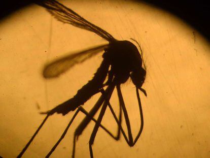 O mosquito 'Aedes aegypti' que transmite o zika.