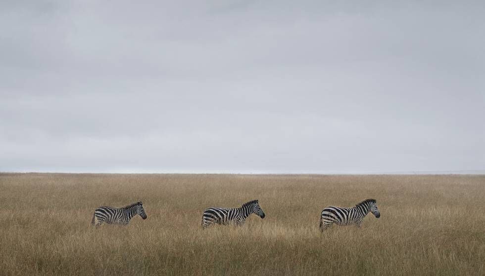 Zebras no Masai Mara. São uma das presas habituais dos leões