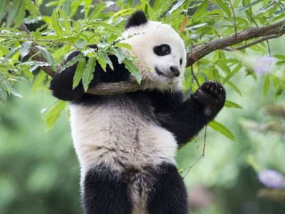 Urso panda no zoo de Washington.