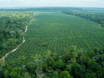 Imagem aérea da fazenda da empresa Agropalma, onde são preservados 64.000 hectares de mata nativa, incluindo árvores de até 50 metros, muito maiores que as palmeiras, como se vê na imagem
