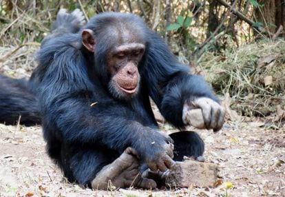Um chimpanzé usa pedras para quebrar a casca de frutos secos.
