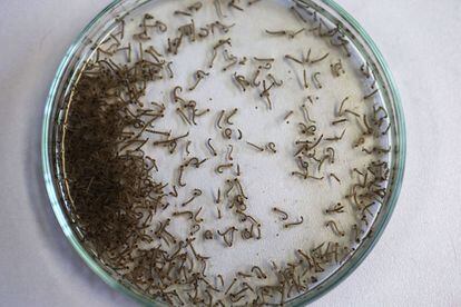 Larvas do mosquito ‘Aedes aegypti’, que transmite o zika vírus.