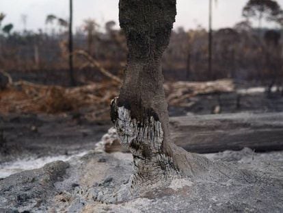Tronco de uma árvore arrasado pelo fogo na Amazônia.