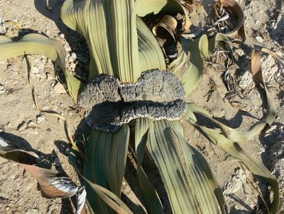 Lábios de madeira que protegem a zona crucial para o crescimento de uma ‘Welwitschia’. 