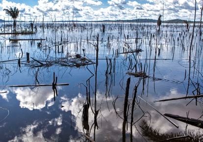 Árvores mortas no rio Xingu, foto de Lilo Clareto.