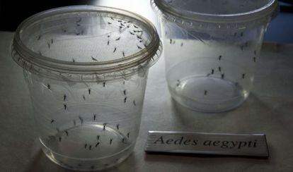 Mosquitos Aedes aegypti, transmissores do vírus zika, no Instituto de Ciências Biomédicas da Universidade de São Paulo no dia 8 de janeiro.