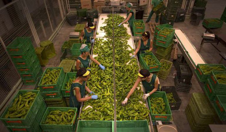 Trabalhadoras encaixotam alimentos numa fábrica de Granada.