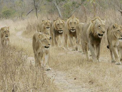 Uma manada de leões do Parque Nacional Kruger (África do Sul), em uma imagem de arquivo.