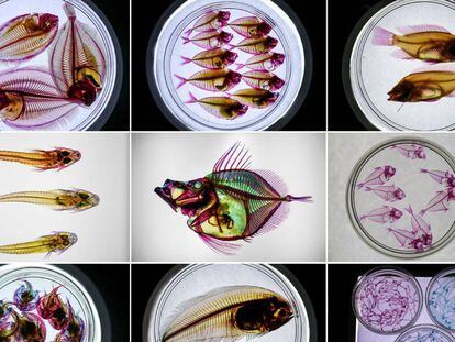 Exposição de peixes transparentes.