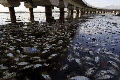Em fevereiro de 2015, milhares de peixes foram achados mortos na Baia de Guanabara.