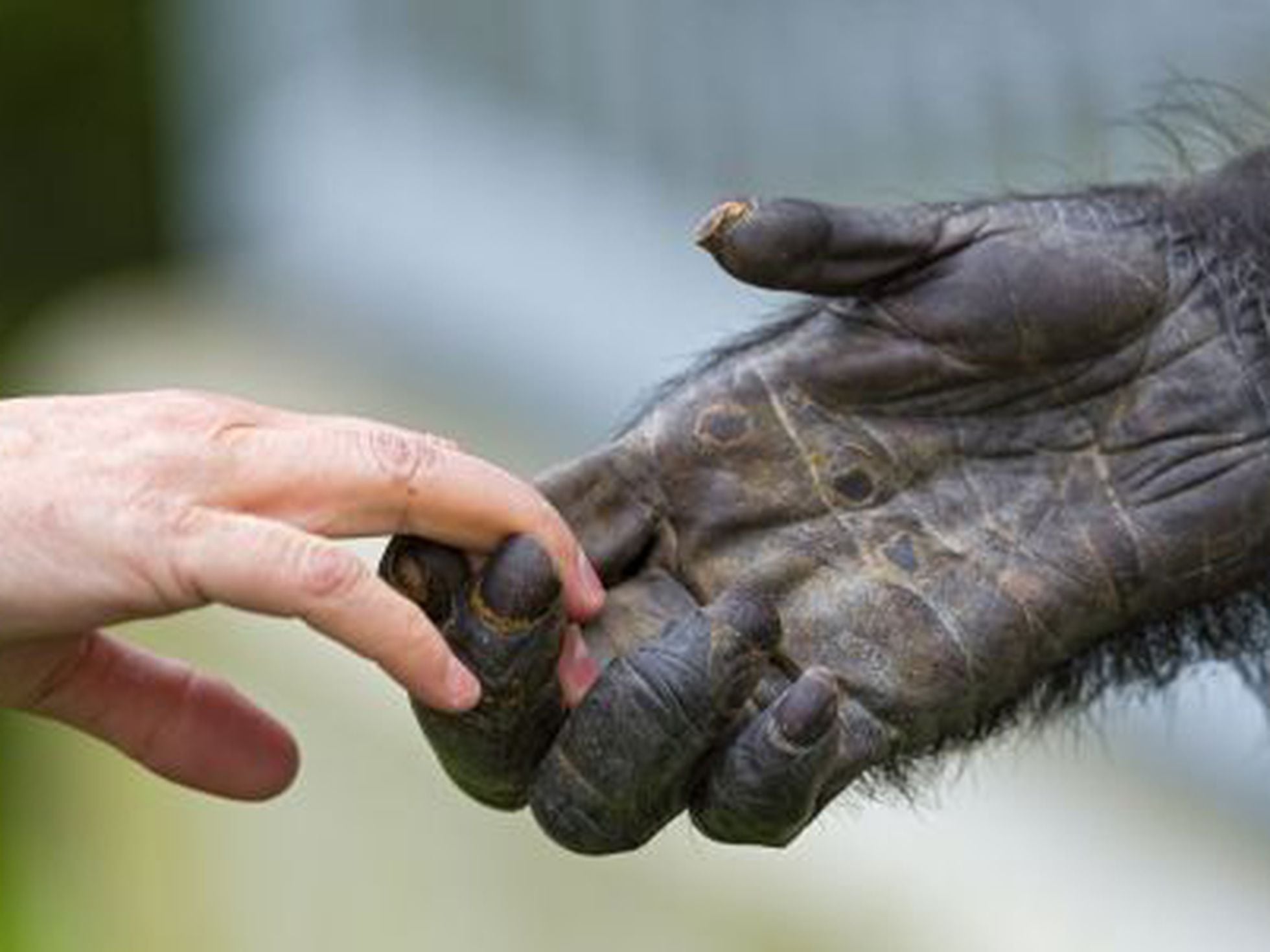 Chimpanzés comem cérebro de macacos bebês. Saiba o porquê