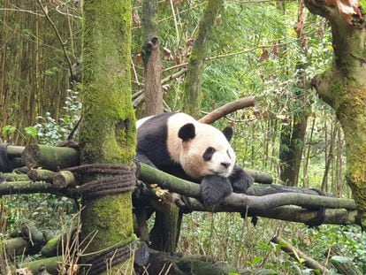 O panda DeDe, nascido no Zoo de Madri, descansa em uma plataforma em seu recinto do Vale dos Pandas, na localidade de Dujiangyan (centro da China).