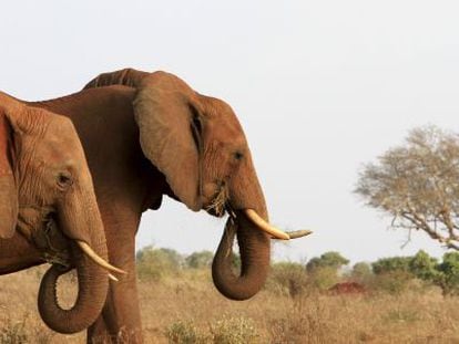 Elefantes no parque nacional Tsavo (Quênia), onde vivia Satao, que foi morto com flechas envenenadas em maio deste ano.