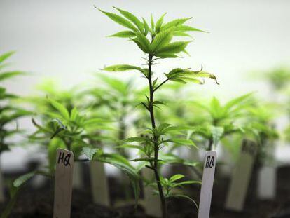 Cultivo de cannabis com fins medicinais.