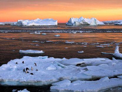 Pinguins na Antártida.