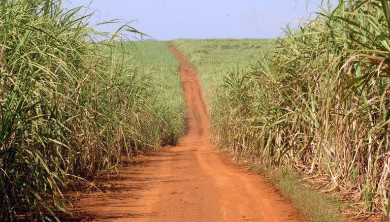 Plantação de cana-de-açúcar para produzir etanol.