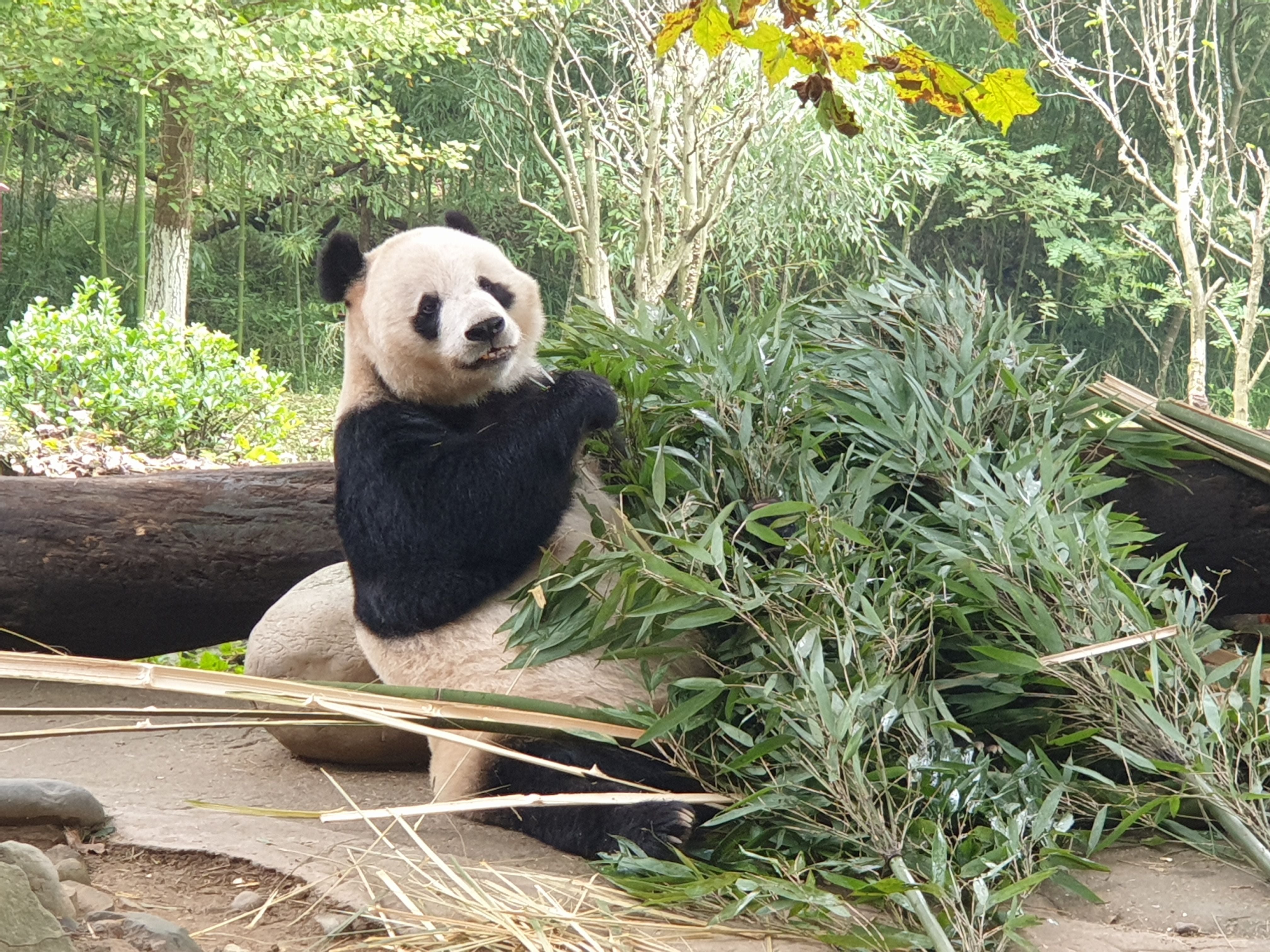 Um panda se alimenta de bambu na reserva de Dujiangyan.