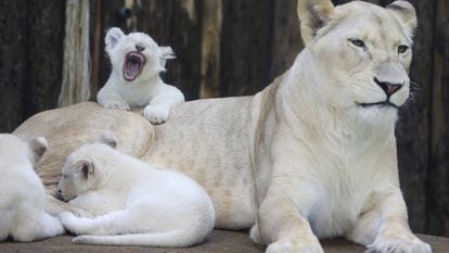 Leoa e seus filhotes, num zoológico da Alemanha.