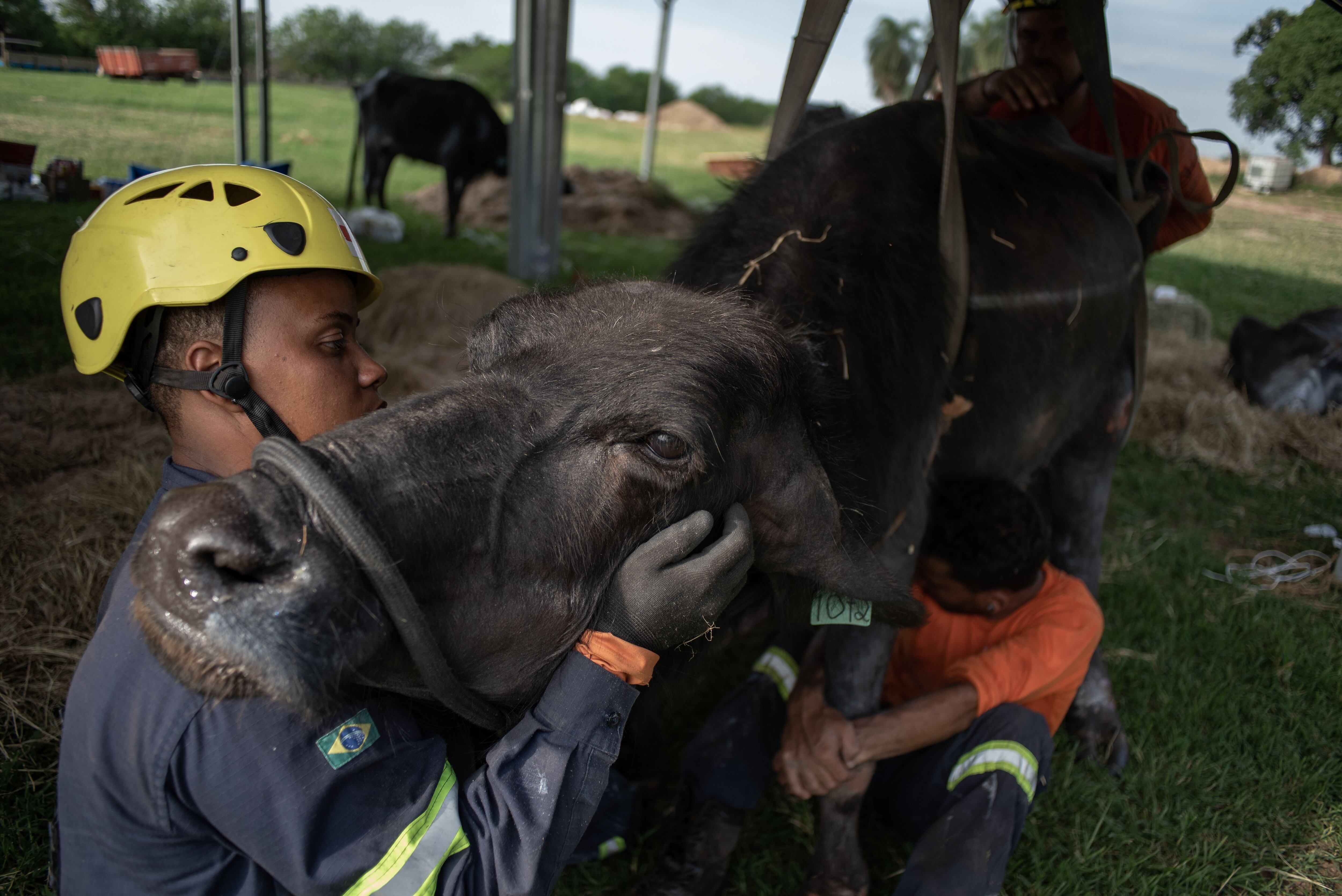 Protetores cuidam de búfalo em situação grave abandonado na fazenda.