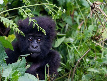 Filhote de gorila das montanhas, espécie em risco de extinção.