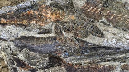 Imagem de vários peixes fossilizados, de 65 milhões de anos, em Tanis.