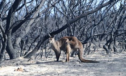 Paisagem devastada pelo fogo em Kangaroo Island, no sul da Austrália.