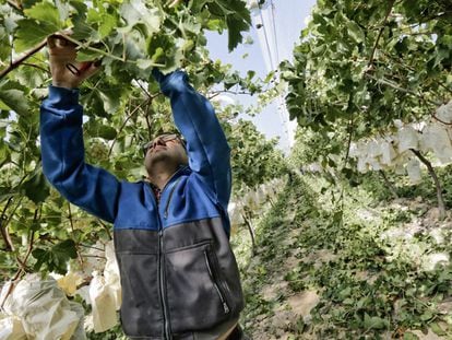 Trabalhador corta um cacho de uvas em Alicante.