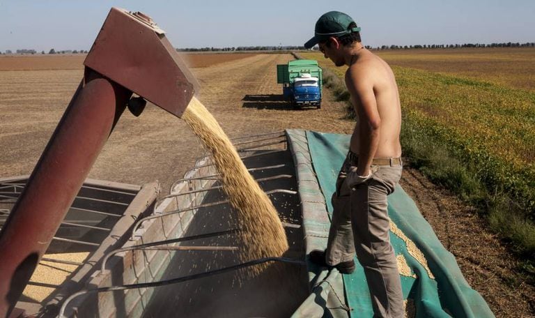Um trabalhador em uma plantação de soja.