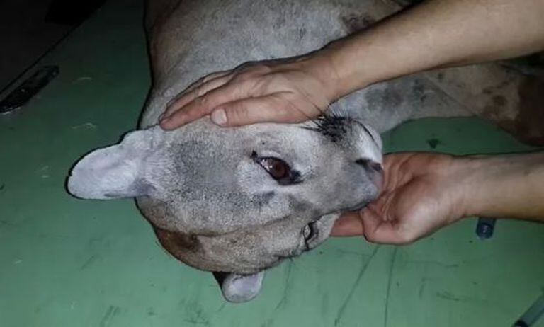 Onça que foi atropelada em São Paulo e levada para a Unesp de Bauru.