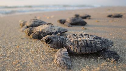 Filhotes de tartaruga tendem a comer mais plástico que as adultas.