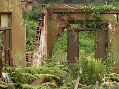 Um ano após a tragédia, o verde ressurge no povoado fantasma de Bento Rodrigues.