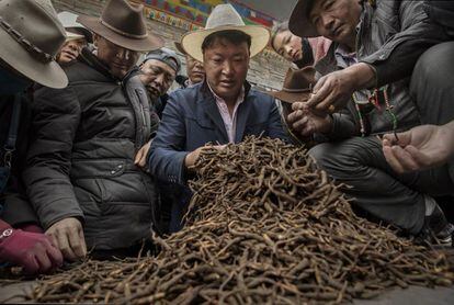 Nômades tibetanos vendem cogumelos cordyceps em um mercado, em maio 2016.