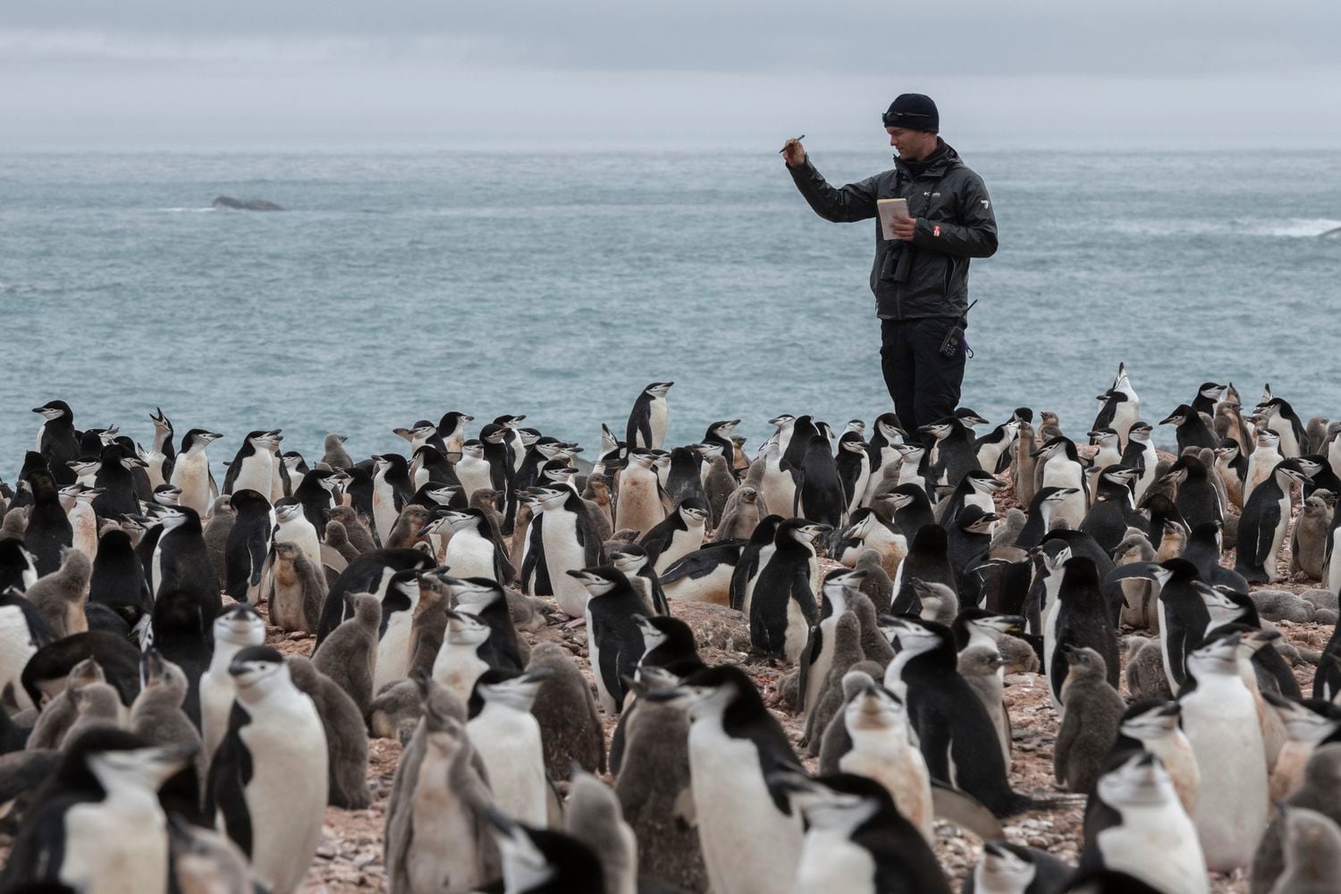 O cientista Noah Stryker conta o número de pinguins.