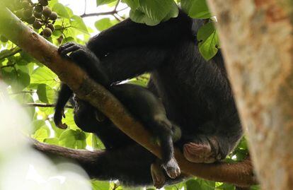 A chimpanzé 'Lucy' segura um filhote morto.