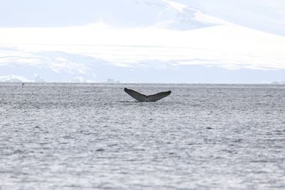 Baleia jubarte na Antártida